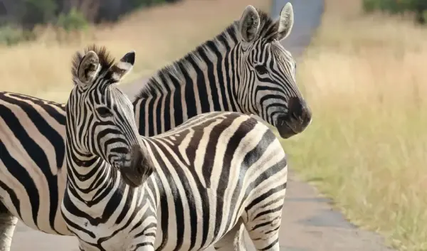 VIAJE VIAJE AFRICA SUDAFRICA JOHANNESBURGO PRETORIA KRUGER CIUDAD CABO 4904