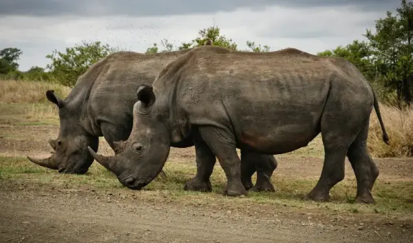 VIAJE RUTA GRAN AFRICA DEL SUR