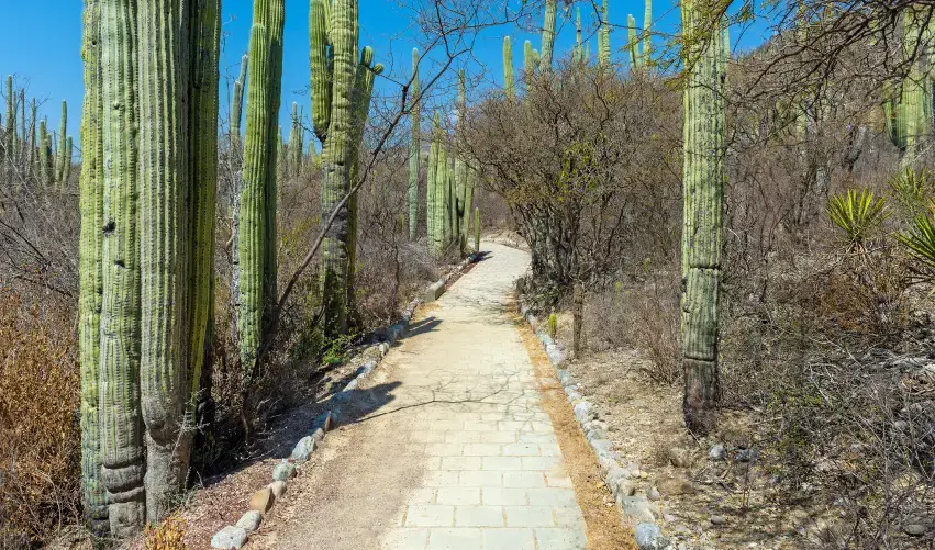 Viaje viaje-tehuacan-puebla-mexico-5163