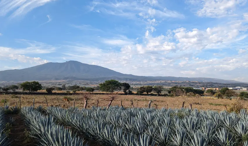 Viaje viaje-guadlajara-tequila-jalisco-mexico-5255